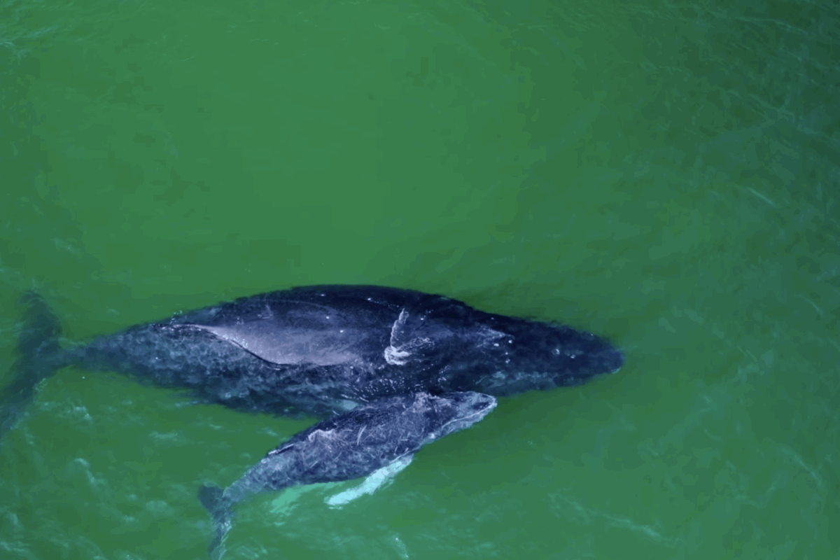 Whales